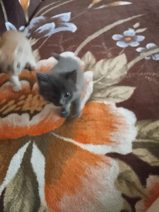 Котята 4 мальчика , 1 девочка .