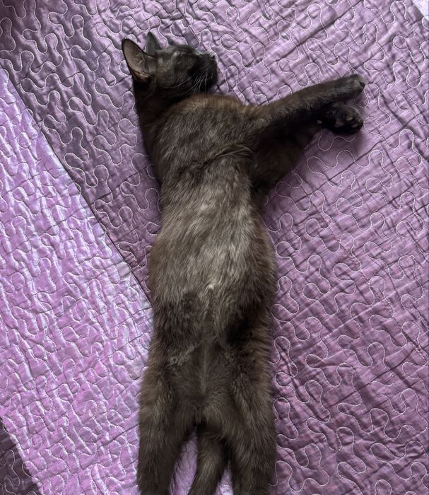 Котик 6мес бесплатно в добрые руки