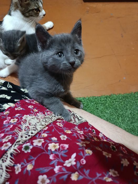 100mingdan 40kun boʻldi tugʻulganiga