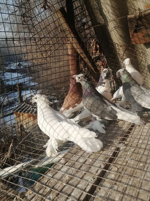 Продам голубей, оптом