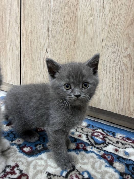 шотландская вислоухая и страйт. scottish fold and straight