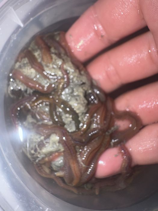 Морские крупные черви