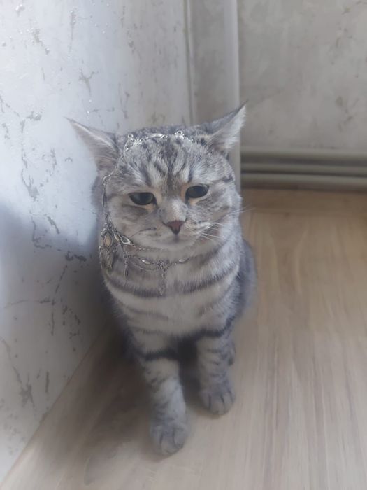 Продается кот.