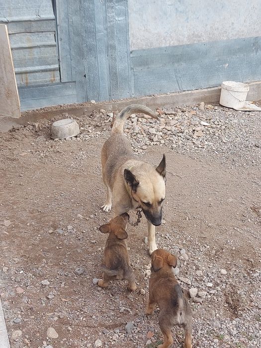 Щенки собака отдам