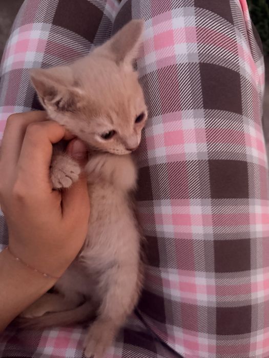 Чудесные,милые котята ищут новых хозяев