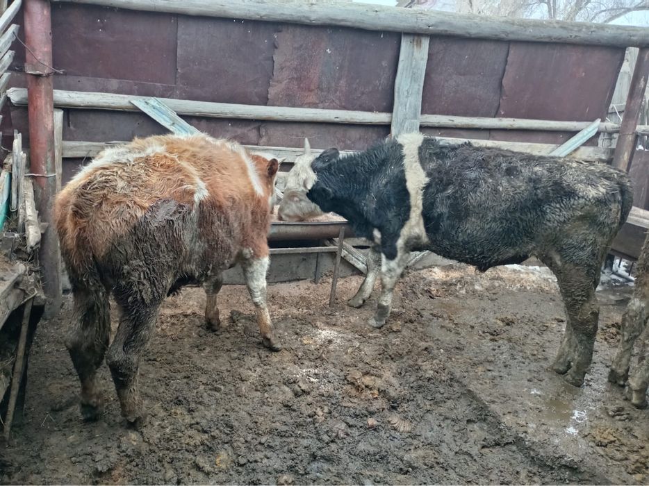 Продам 6 бычков годовалых