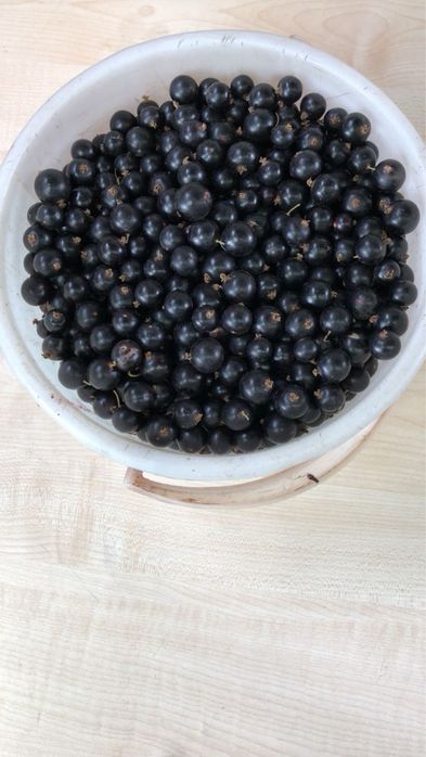 Черная смородина