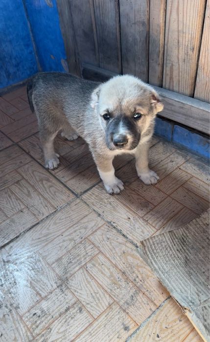 Продам шенка алабай