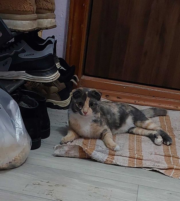 Кошечка в добрые ручки