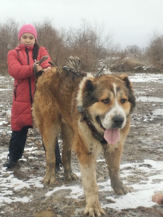 Щенки Алабая САО