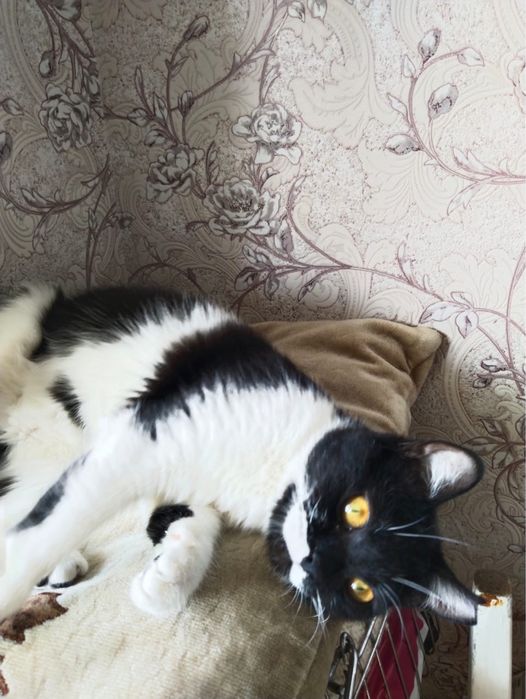 Отдаю кошечку в хорошие руки