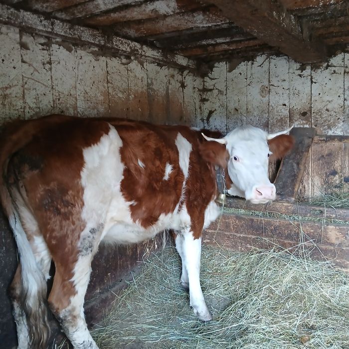 De vânzare juninca de 2 ani deafata