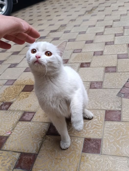 Turetskiy angora mushugi sotiladi