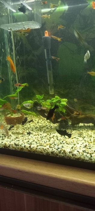 Аквариумные  рыбки