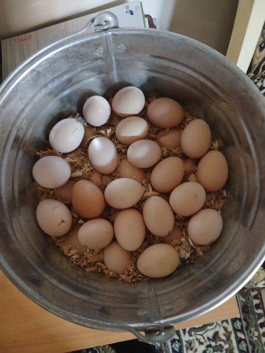 Qora shaxzoda tuxumlari