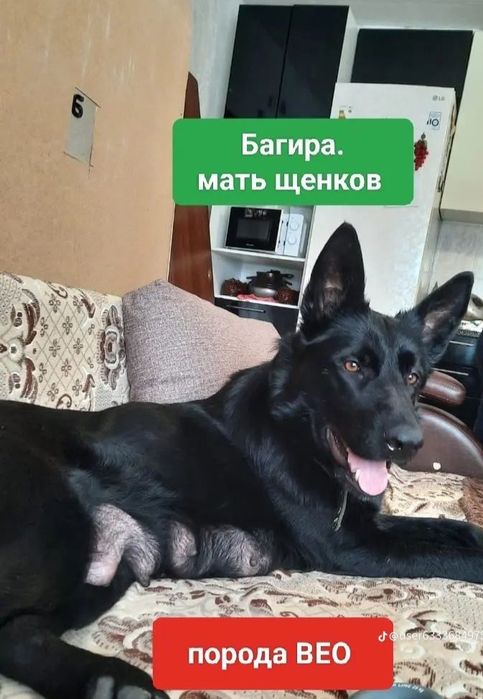 Щенки Немецкой Овчарки!!