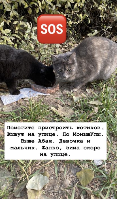 Котята , девочка и мальчик.