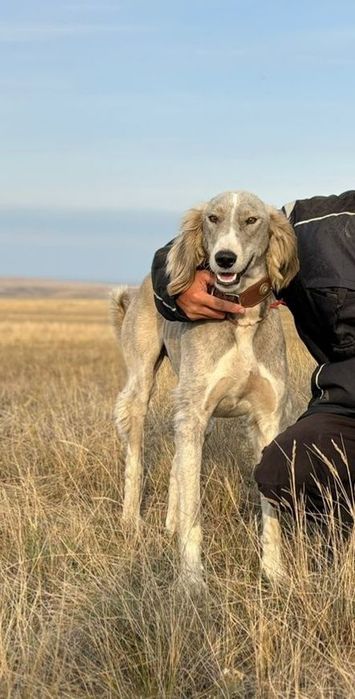 Тазы ит сатылады