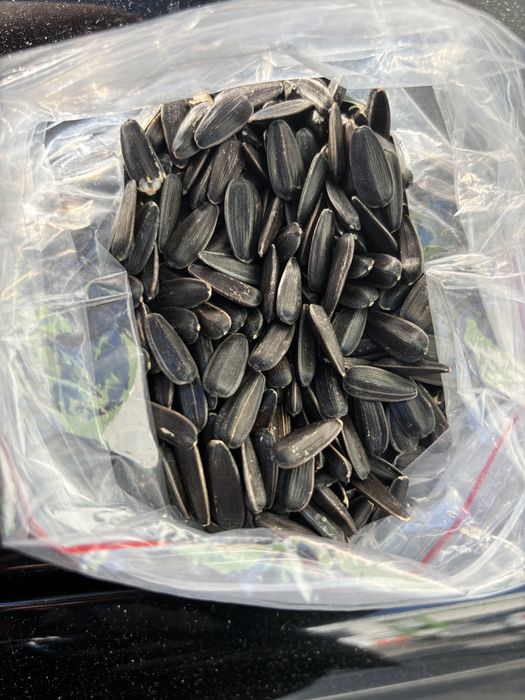 Vand seminte de floarea soarelui