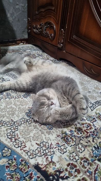 Scottish Fold sotiladi