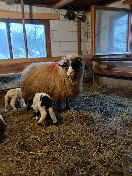 Vând oaie cu 2 miei