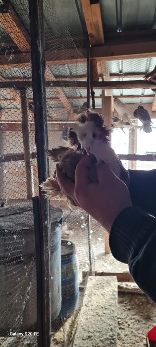 Продавам бухари двойки и единични