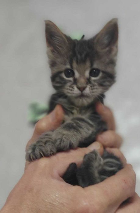 Кошечка 2 месяца мейн кун