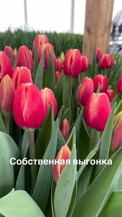 Тюльпаны оптом к 8 марта .