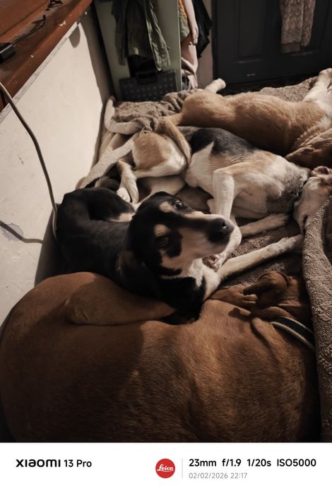 Donez copoi sârbesc tricolor cu labrador