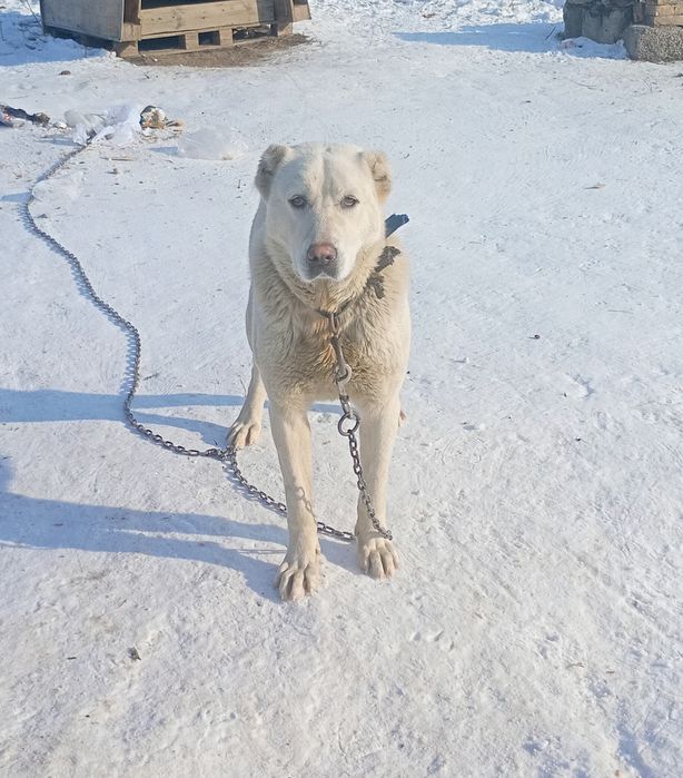 Төбет алабай аралас