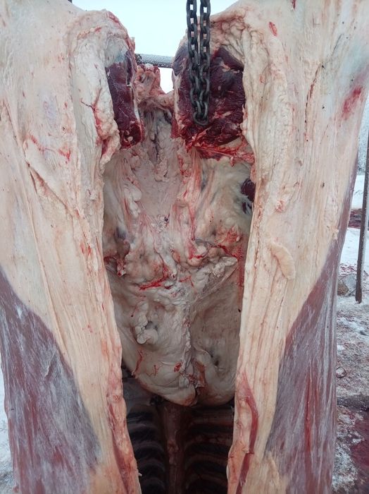 Семіз кунажын донежын