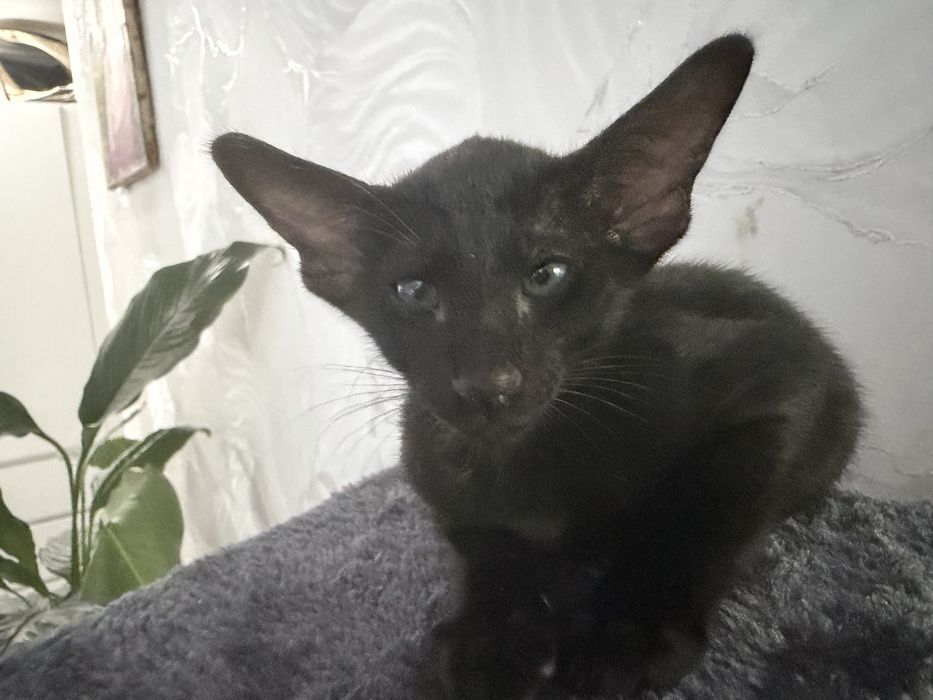 Продам котят ориенталов