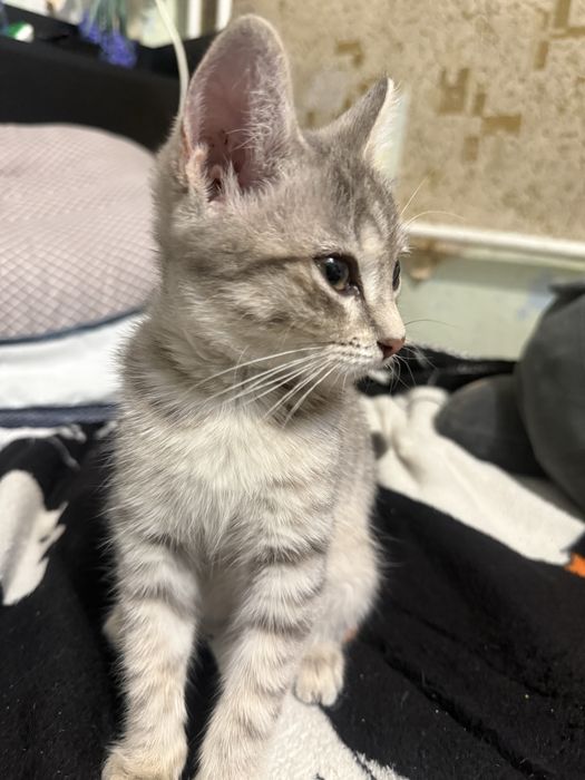 Котенок бесплатно