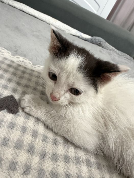 Котенок мальчик оба