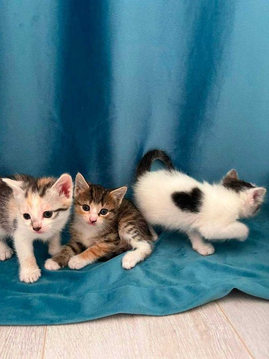 Отдадим котят в добрые руки!
