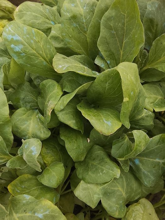 Răsaduri legume !!!