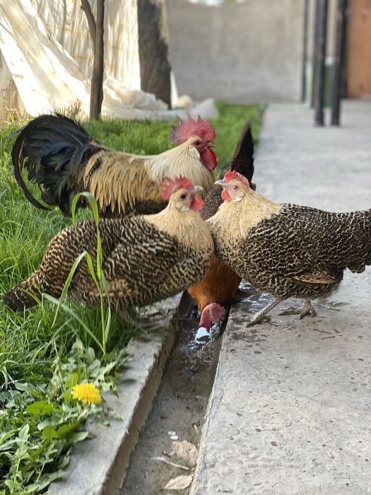 Brikkel limon jojalari ba tuhumlari sotiladi