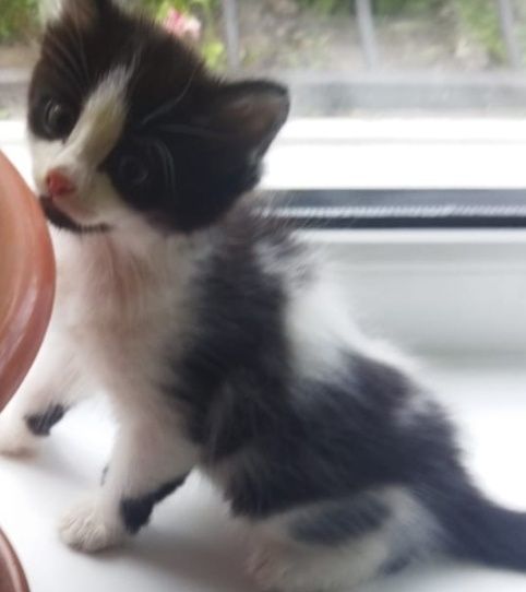 Котенок Малыш в добрые ручки