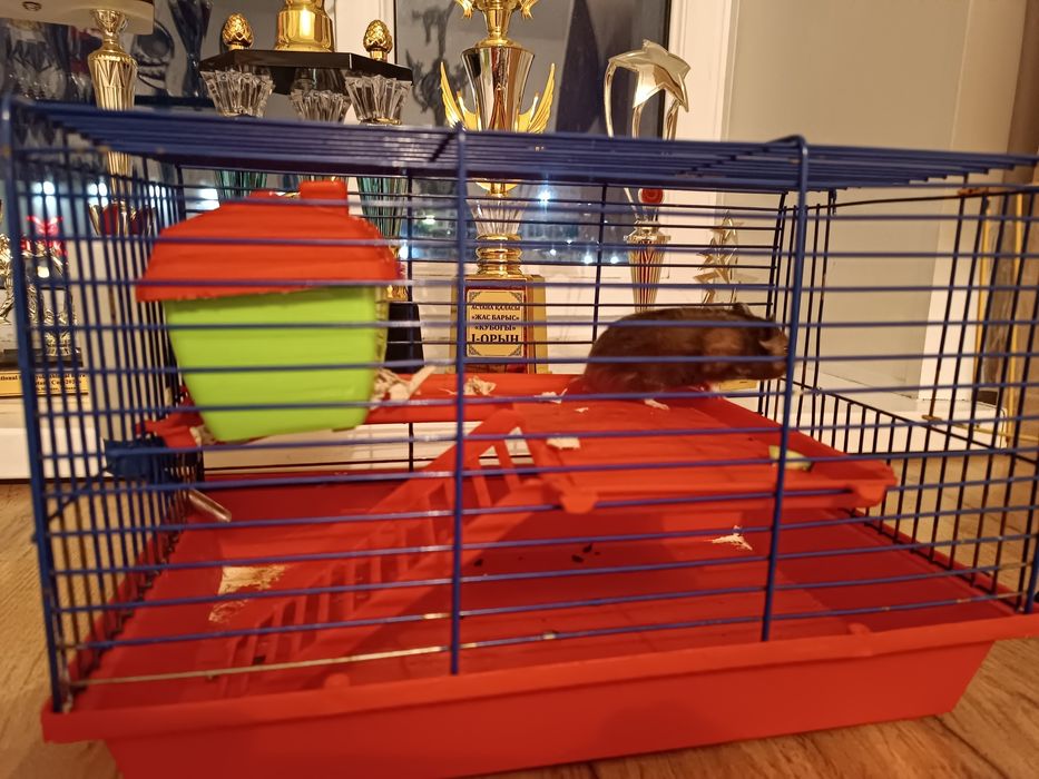 Продам двух Хомяков