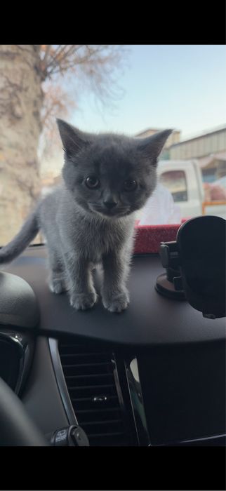 Сеотиш страйт 2 месяца мальчик деврчка