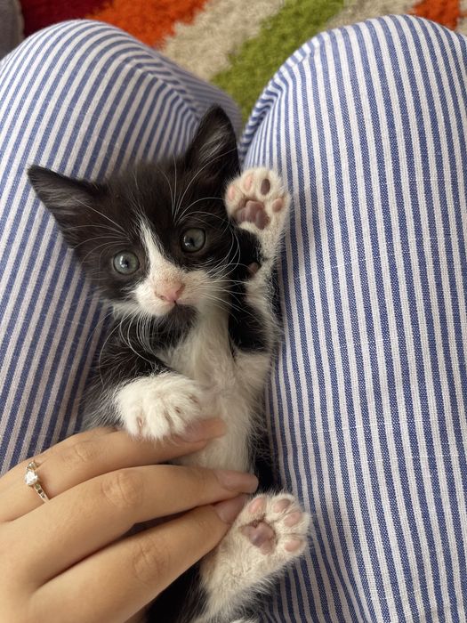 Adoptie puiuti de pisica