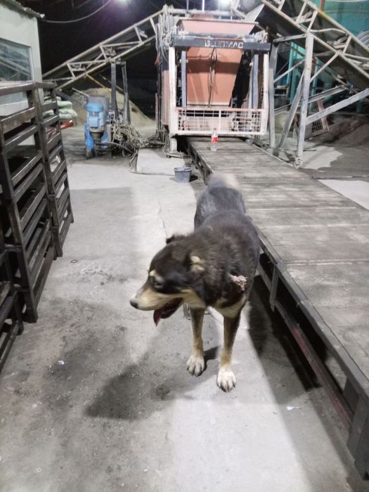 Alabay 1 Yarm yow 200$