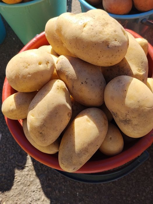 Продам. картошка сорт банан