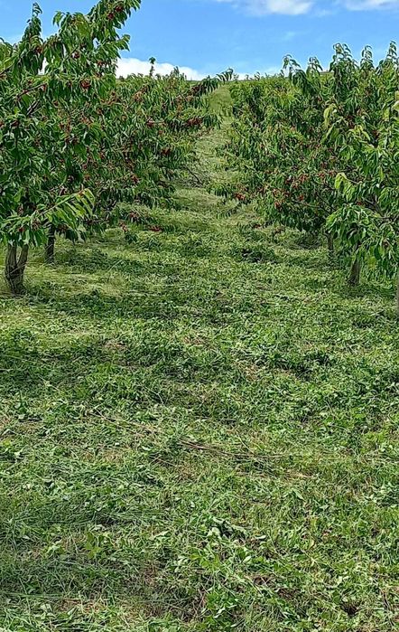 Vand teren intravilan Cristesti Braesti Iasi