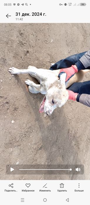 Jangari.zoʻr urishadi