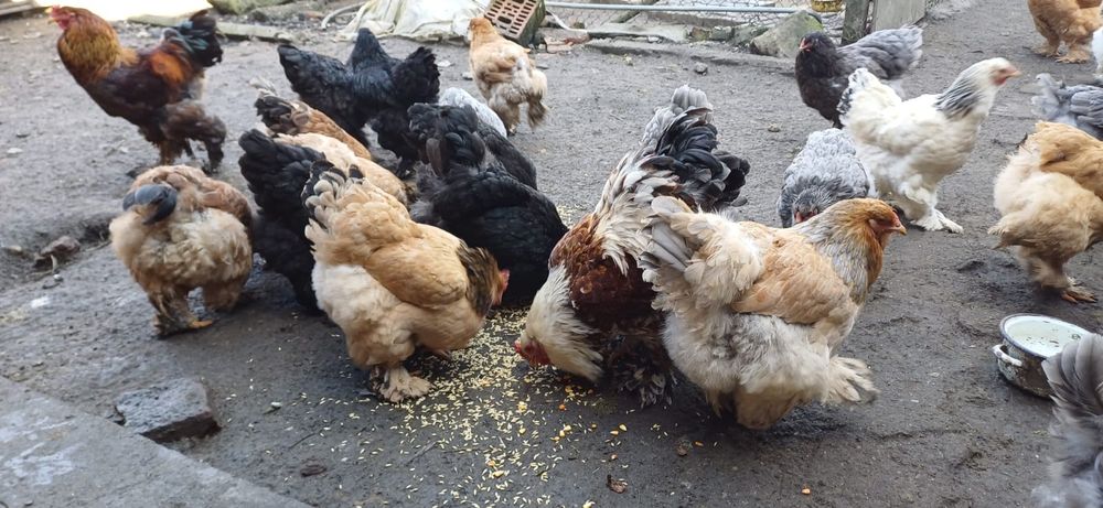 Oua brahma pentru incubat