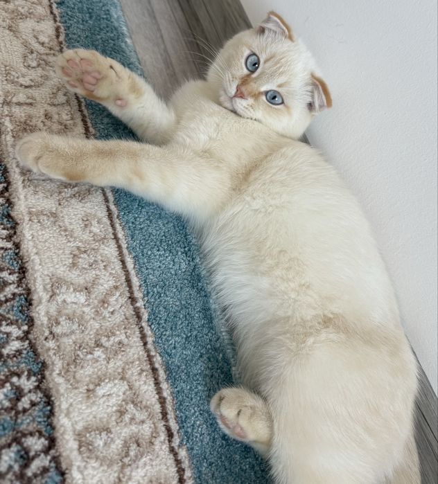 Кошка даром берем