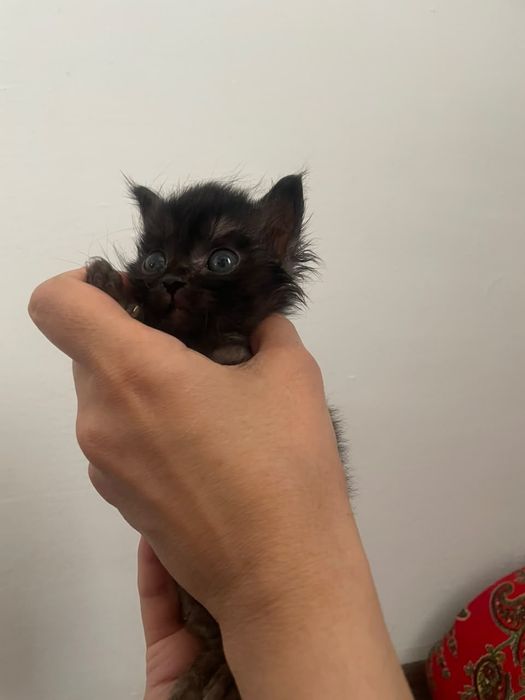 Котята (все мальчики)
​Те
