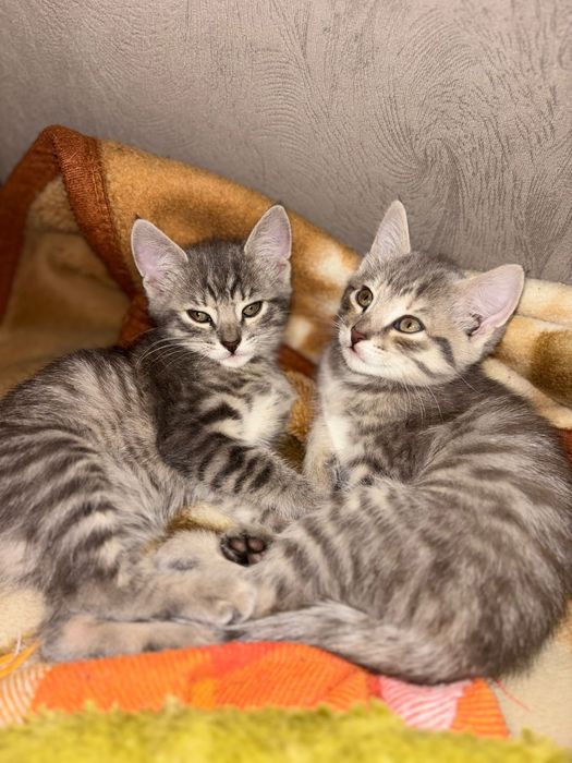 Отдам котят бесплатно