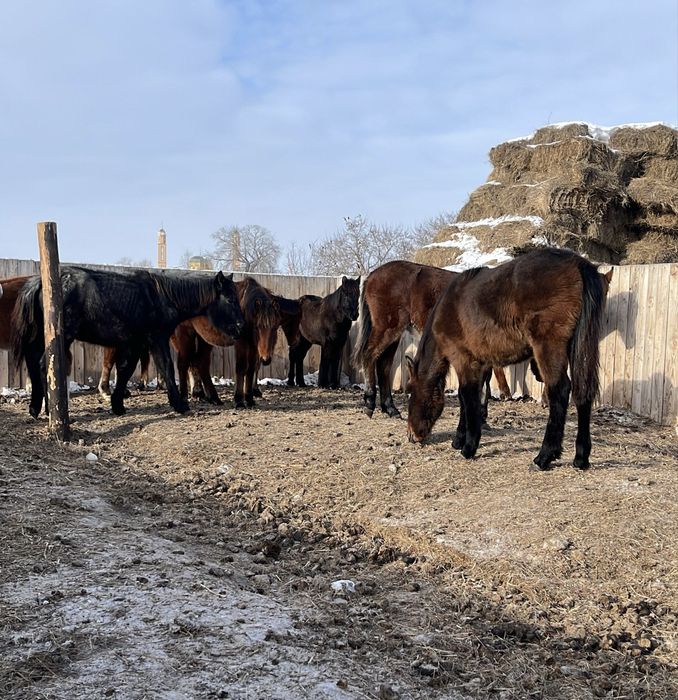 Продам     Жабагы